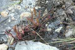 Drosera capensis