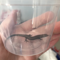 Lampropholis