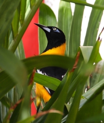 Icterus icterus