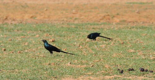 Long-tailed Glossy Starling