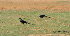 Lamprotornis caudatus