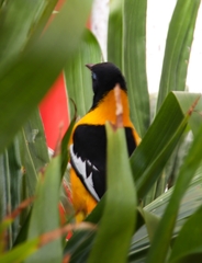 Icterus icterus