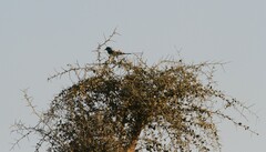 Coracias abyssinicus