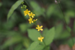 Agrimonia pilosa japonica