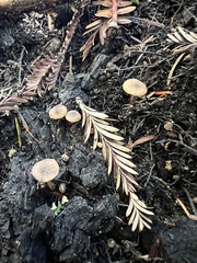 Lyophyllum anthracophilum