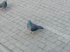 Columba livia domestica