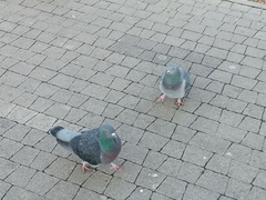 Columba livia domestica