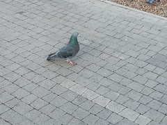 Columba livia domestica