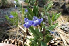 Scutellaria brittonii