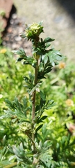 Lepidium bipinnatifidum
