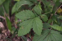 Agrimonia pilosa japonica