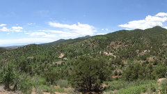Juniperus monosperma