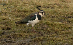 Vanellus vanellus