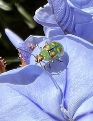 Diabrotica speciosa
