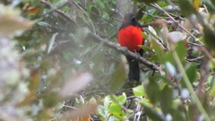 Anisognathus igniventris