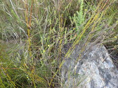 Ursinia trifida