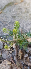Lepidium bipinnatifidum