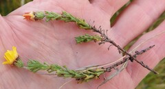 Ursinia trifida