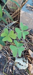 Oxalis latifolia