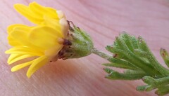 Ursinia trifida
