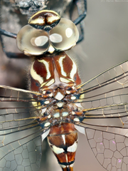 Austroaeschna speciosa