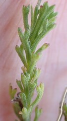 Ursinia trifida