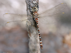 Austroaeschna speciosa