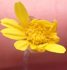 Ursinia trifida