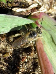 Andrena dorsata