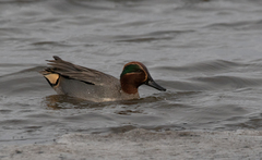 Anas crecca