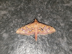 Ischnurges gratiosalis