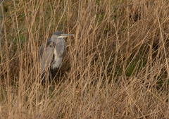 Ardea cinerea