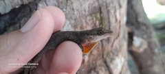 Anolis gaigei