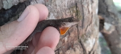 Anolis gaigei