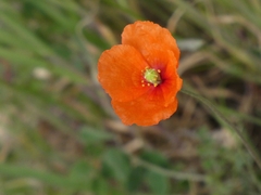 Papaver dubium