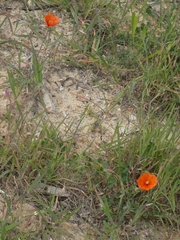 Papaver dubium