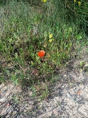 Papaver dubium