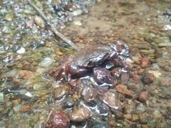 Barytelphusa cunicularis