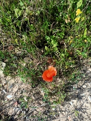 Papaver dubium