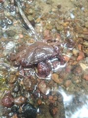 Barytelphusa cunicularis