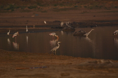 Ardea cinerea