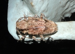 Aegomorphus bivitta
