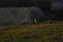 Motacilla citreola