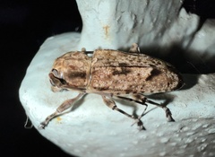 Aegomorphus bivitta