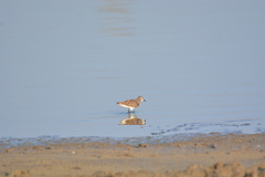 Calidris minuta