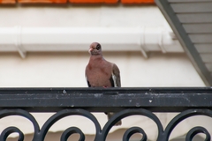 Patagioenas corensis