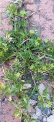 Lepidium bipinnatifidum