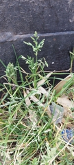 Poa annua
