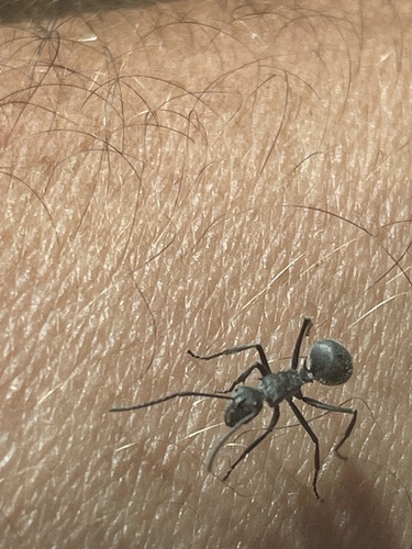 Savanna Spiny Sugar Ant