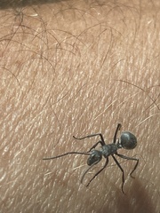 Polyrhachis